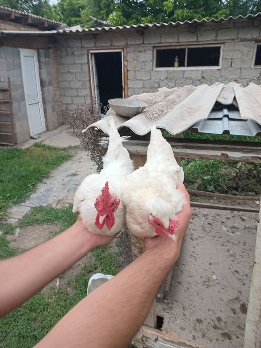 Пар япондар сатылады