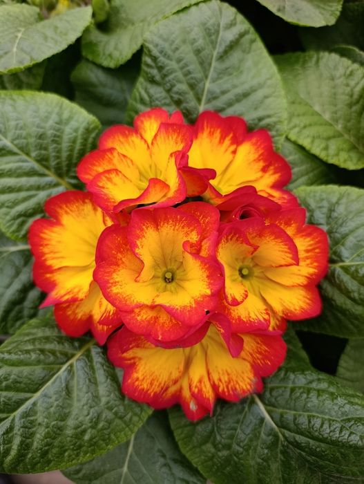 Цветя иглика циклама зюмбюл карамфил виола