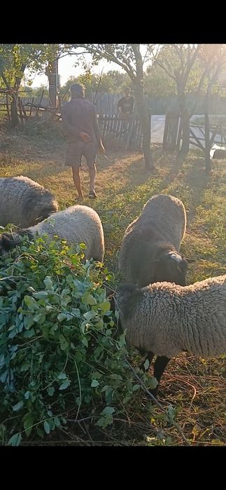 Oi si berbeci romanov de rasa