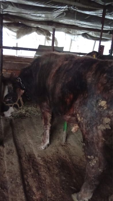 Быки домашние.