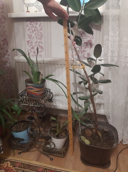 Продается комнатные  растения