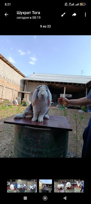 Французкий баран санец