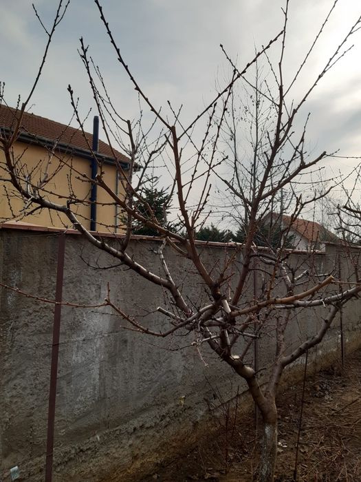 Tăiere pomi fructiferi și trandafiri.