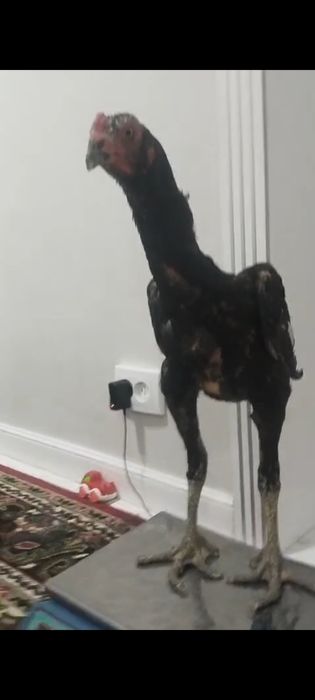 Дакан балапан 17 мын