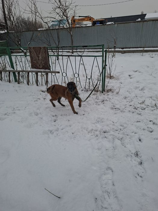 Белгийская овчарка Малинуа