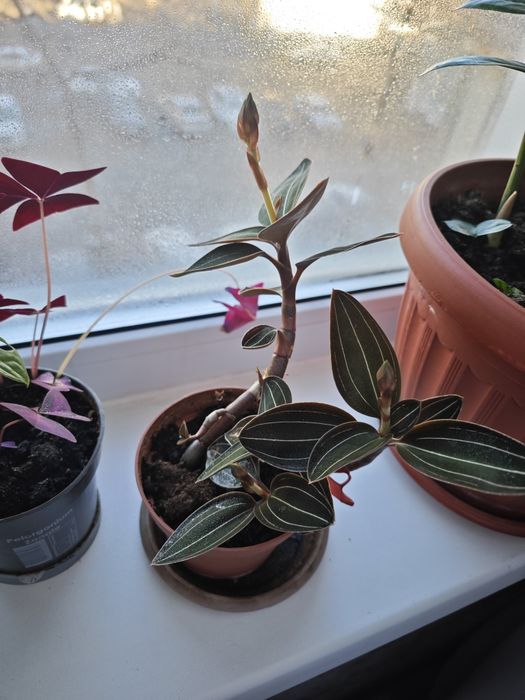 Орхидея Лудизия комнатная