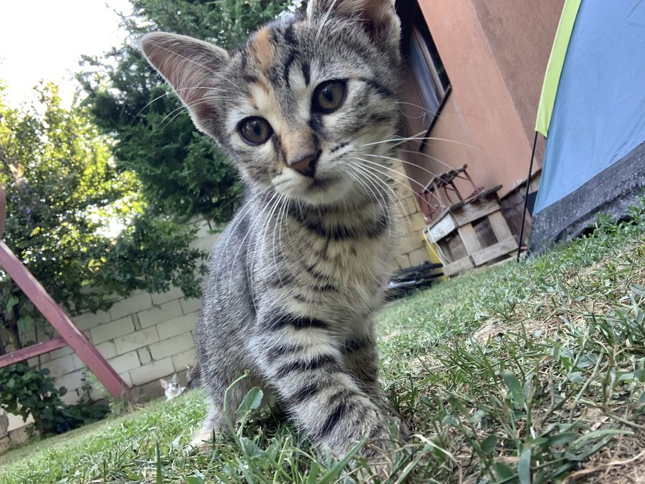 donez pisicuțe de curte