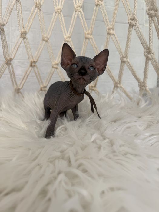Sphynx Canadian pedigree si teste