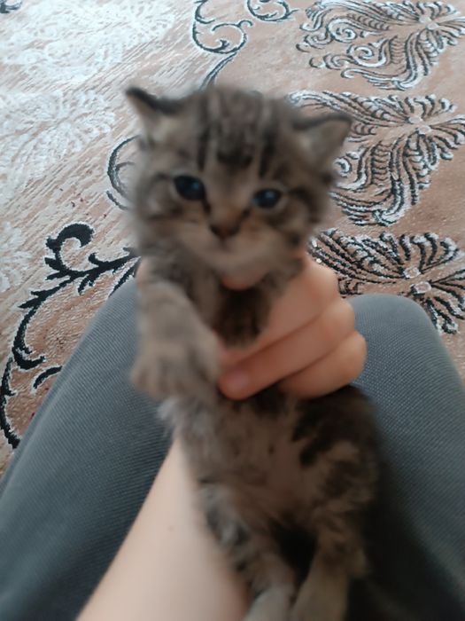 Одам троих котят в хорошие руки