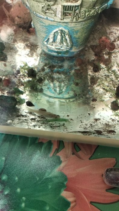 Креветки, трава,улитки