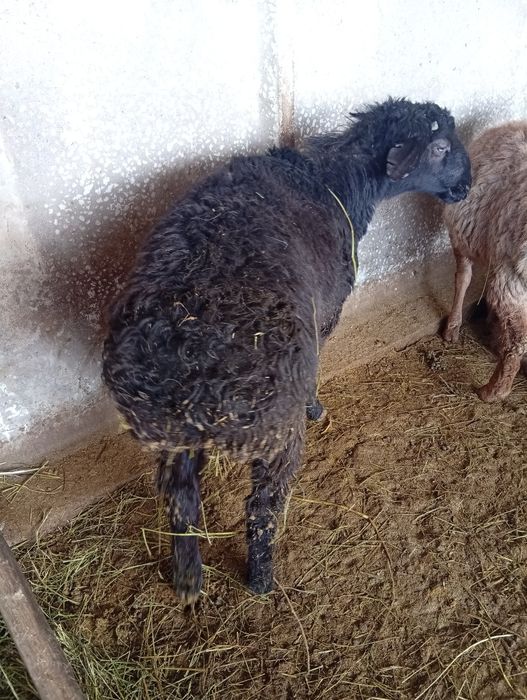 Қошқарлар сатылады.