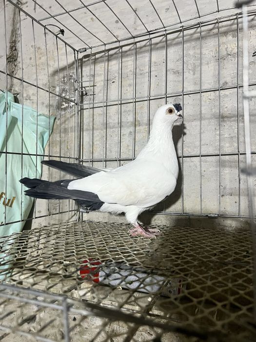 Кептер  жоғалтым  рахметі  бар