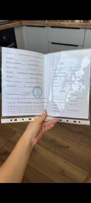 Срочно Шотландская прямоухая