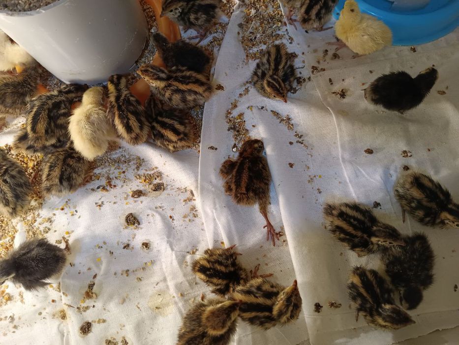 Инкубатор хизмати бор  Услуги инкубатора