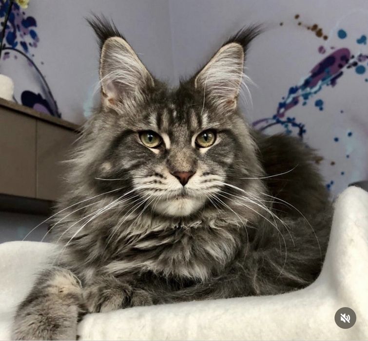 Кот породы Мейн-Кун.Вязка.