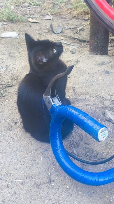 Котенок черный домашний