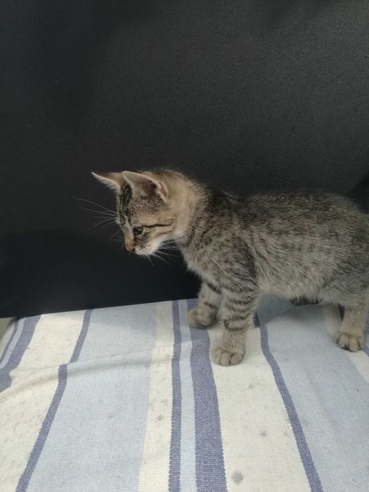 4 pisicute - adoptie