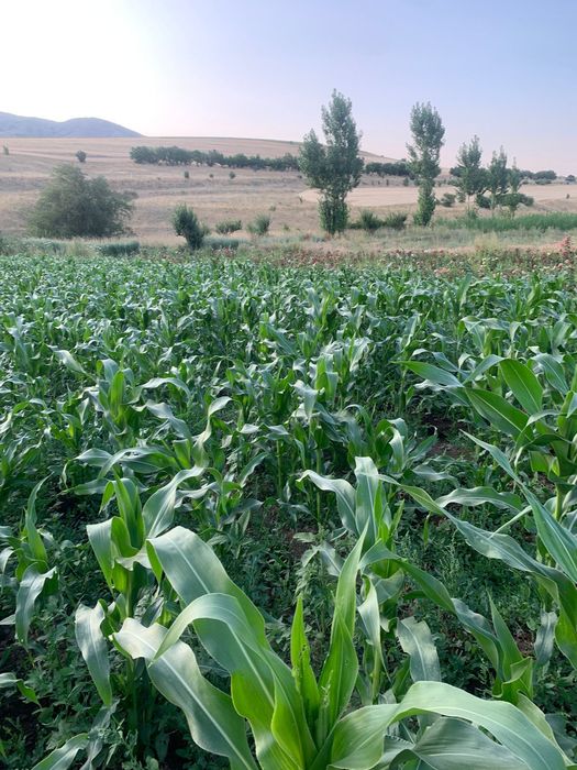 Фазенда в предгориах Казгуртских гор