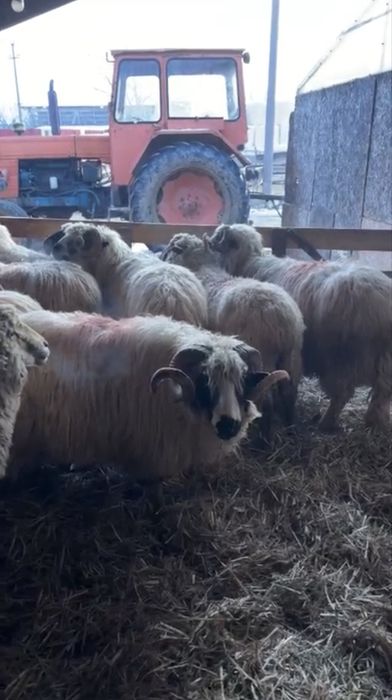 Berbeci brezi tineri