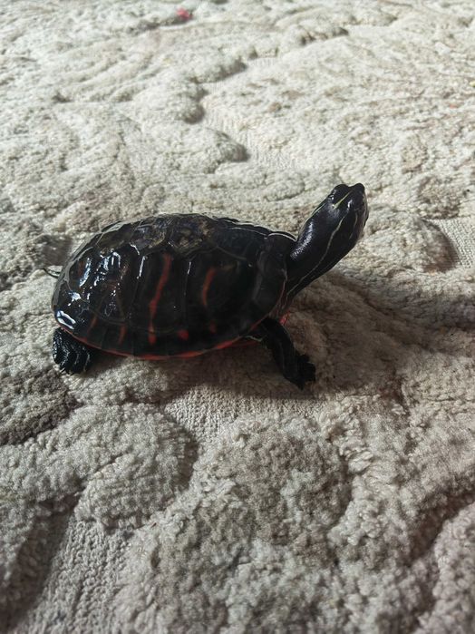 Painted Turtle / Broască țestoasă acvatică + recipient