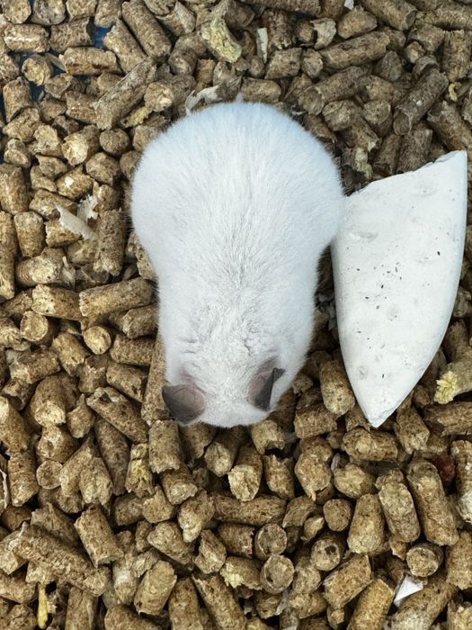 Продам хомяк породисты