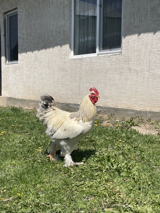 Петух брама