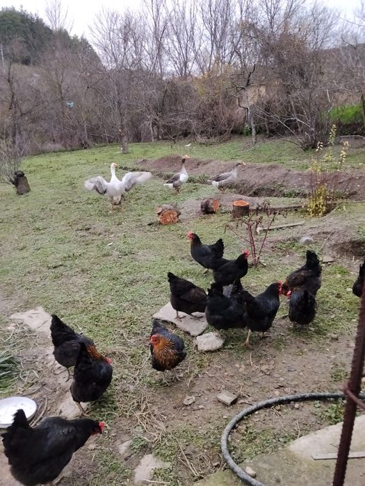 Яйца от домашни кокошки