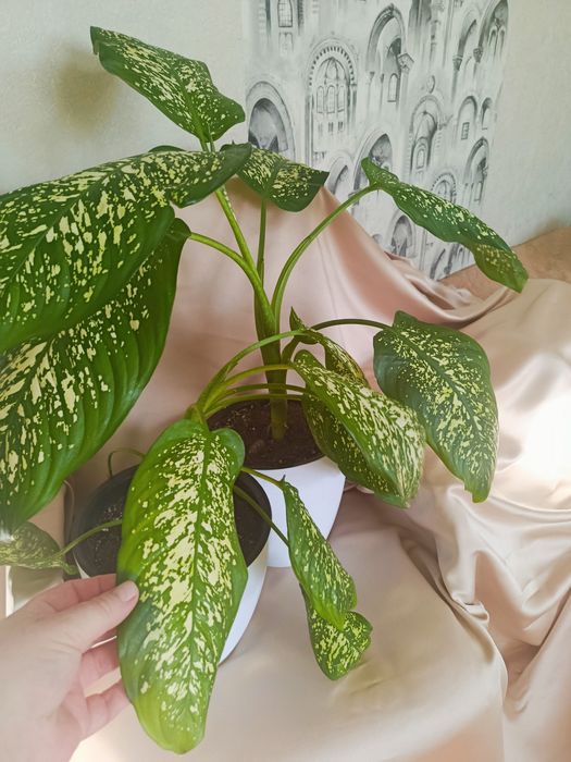 Диффенбахия цветок комнатный Каскелен