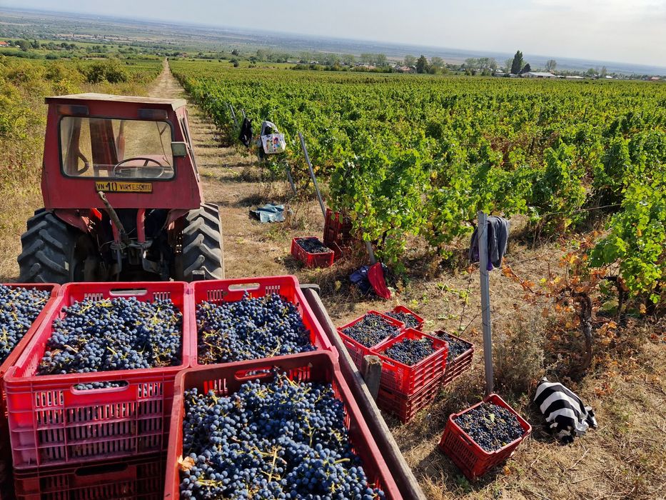 Struguri vin DOC Cotesti  Cabernet Sauvignon si Feteasca Neagra