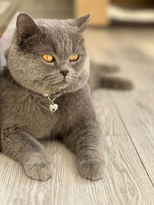 Вязка Скотиш Страйт