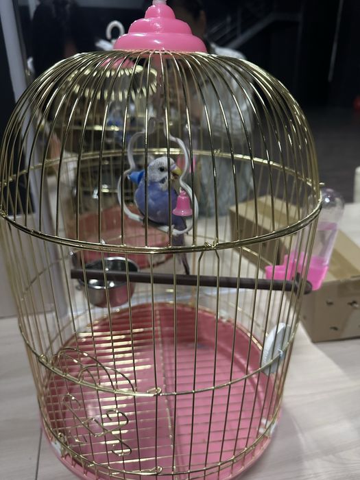 Продаётся Живой папугай новый