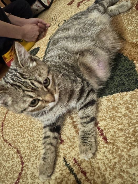 Подобрали кошечку очень добрую