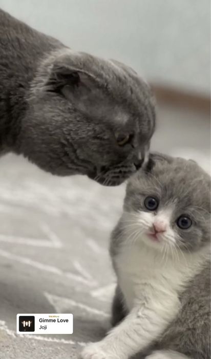 вязка скотиш фолд!
