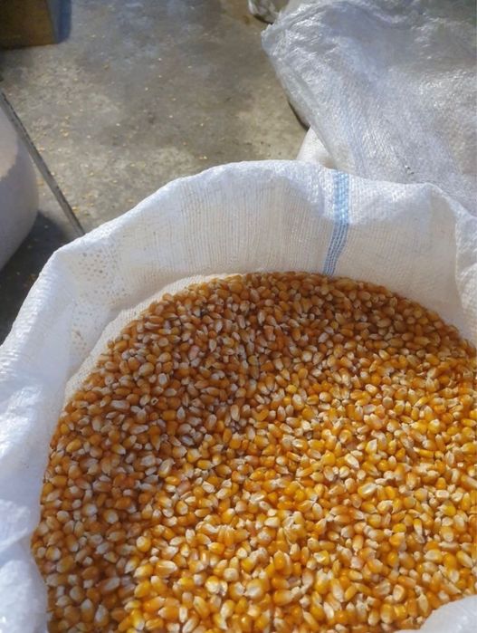 Vând grăunțe bob sticlos