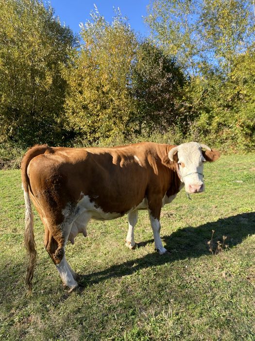 Vand Vaca gestanta in 6 luni