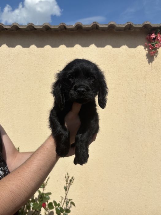 Cocker Spaniel baiat negru