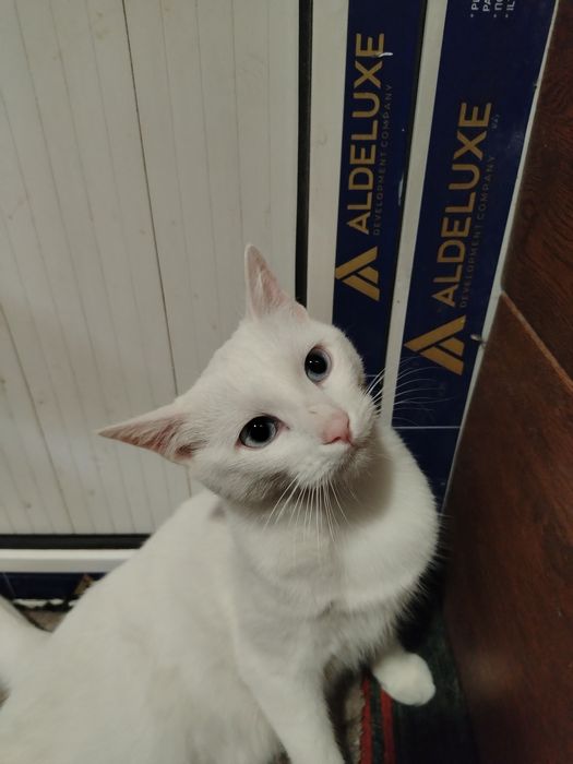 Turetski van sotiladi