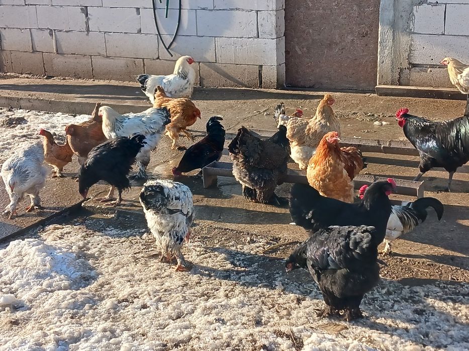 Gaini și cocoși de vanzare