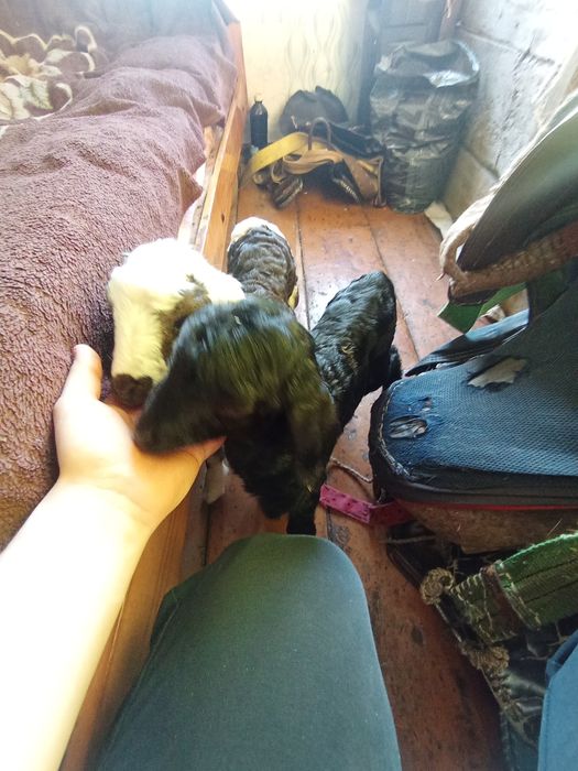 Ягнята  маленькие