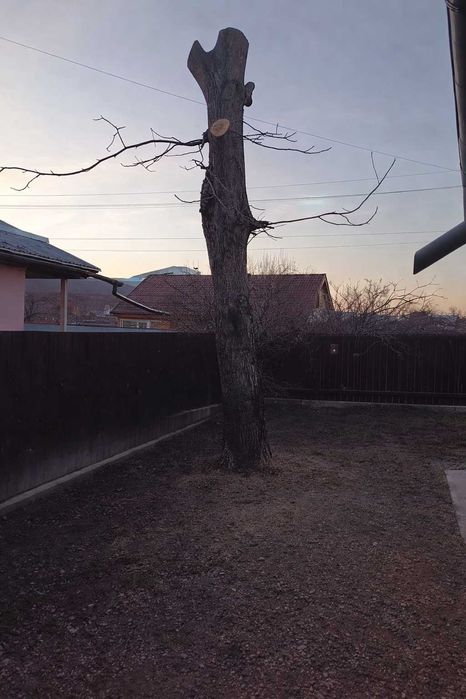 Trunchi de nuc pentru cherestea și lemn de foc nuc