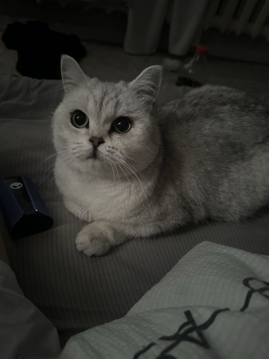 Ищем кота для вязки