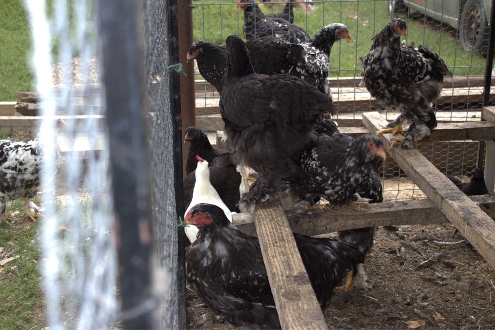 Vând păsări rasă pură Brahma Bobat