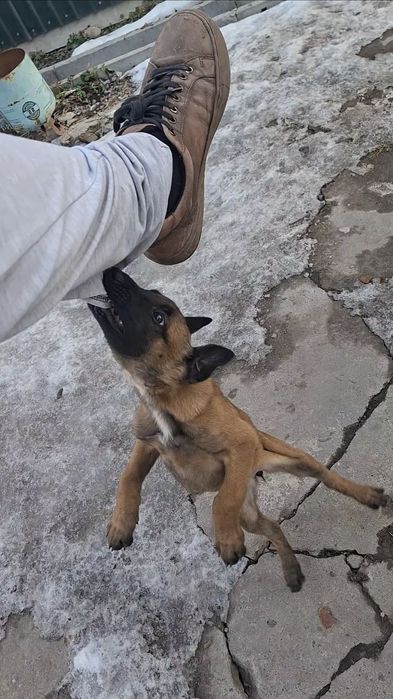 Малинуа Бельгийский Овчарка девочка