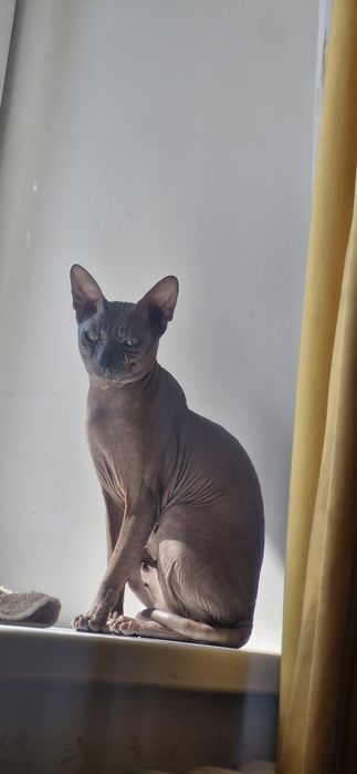 Донской сфинкс  для  вязки