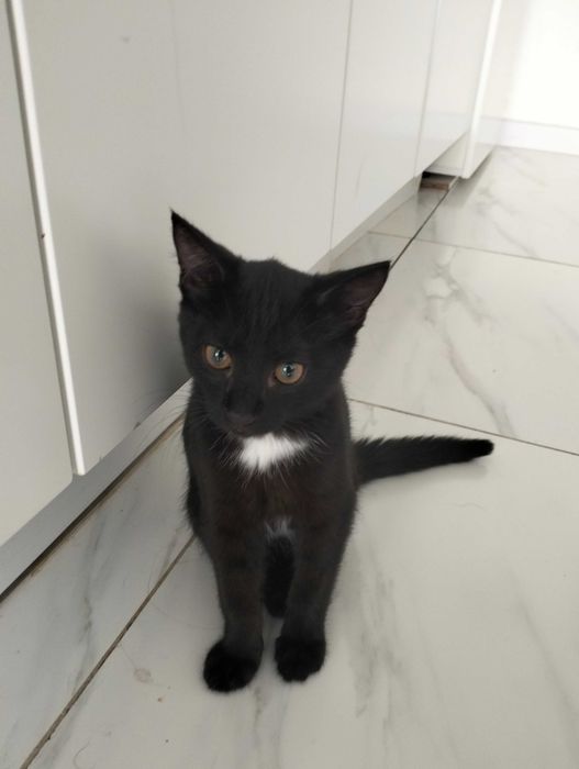 Котик ищет новый дом и хороших хозяев