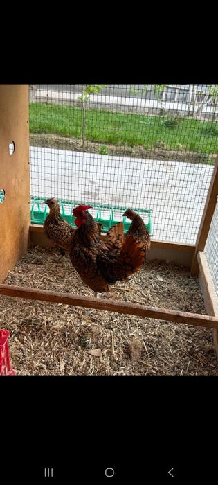 Японча Сибрайтлар