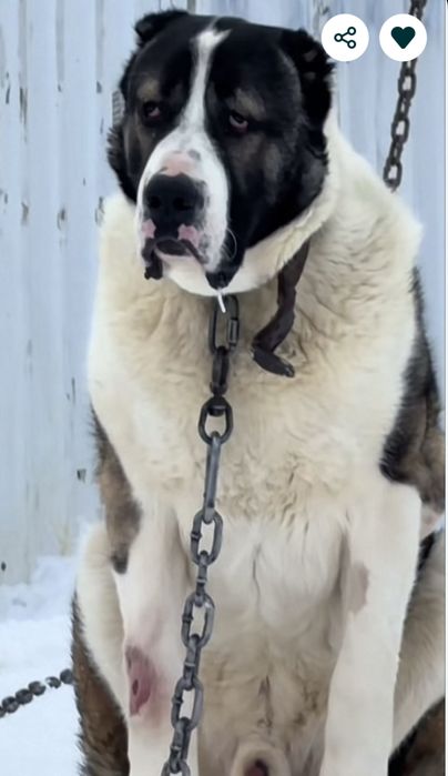 Алабай щенок [тобет]