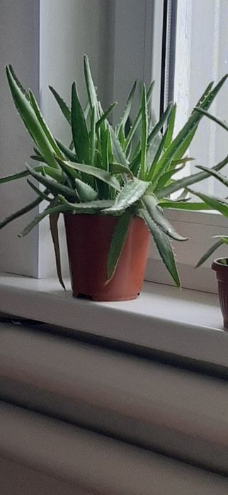 Продам алоэ лечебные