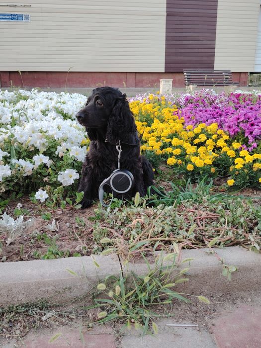 Пропала собака спаниель