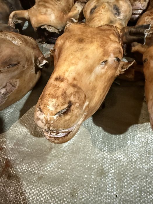 Қойдың басы, годова барана